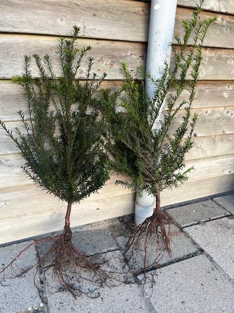 Taxus baccata, Tuin en Terras, Planten | Struiken en Hagen, Haag, Taxus, Minder dan 100 cm, Ophalen