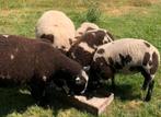 Vlees compleet lam of half mogelijk lamsvlees bbq greenegg, Meerdere dieren, Schaap
