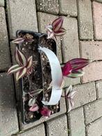 Zebrina, Huis en Inrichting, Kamerplanten, Ophalen, Minder dan 100 cm