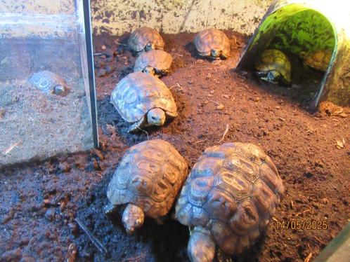 Kinixys Belliana Nogueyi, Dieren en Toebehoren, Reptielen en Amfibieën, Schildpad, 3 tot 6 jaar, Tam