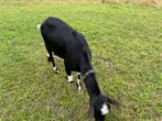 Mooie zwart bonte geit cl en cae vrij, Dieren en Toebehoren, Schapen, Geiten en Varkens, Vrouwelijk, Geit, 3 tot 5 jaar
