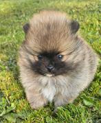 Pomeranian/Dwergkees/ Pomeriaan 2 teef , 1 reu, Dieren en Toebehoren, Honden | Poolhonden, Keeshonden en Oertypen, CDV (hondenziekte)