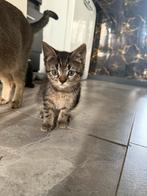 Kitten half brits korthaar half europees korthaar, Dieren en Toebehoren, Katten en Kittens | Overige Katten, Poes