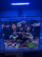 Waterbox cube te koop 72 liter, Dieren en Toebehoren, Ophalen, Gebruikt, Leeg aquarium