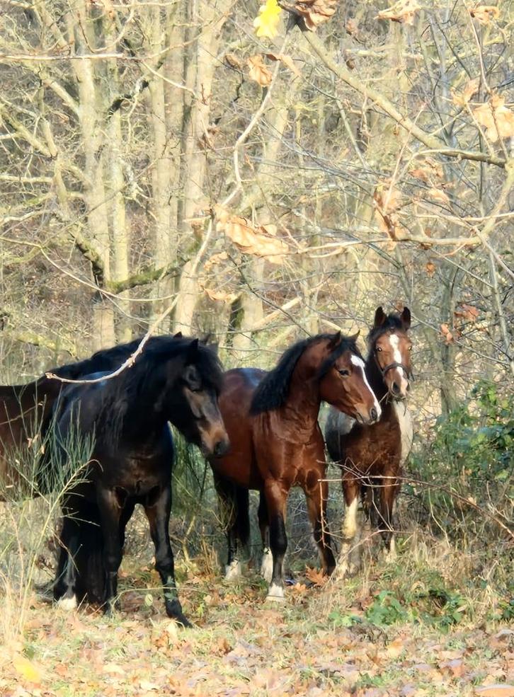 Opfok veulens / pony’s (ook vakantieadres voor uw pony), Dieren en Toebehoren, Stalling en Weidegang, Opfok, 4 paarden of pony's of meer