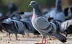 GEZOCHT !!!! Duiven, Dieren en Toebehoren, Vogels | Duiven