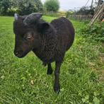 Ouessantschaapje, Dieren en Toebehoren, Schapen, Geiten en Varkens, Mannelijk, Schaap