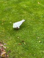 Zeldzame WITTE duiven Kapucijners nog 1 duif te koop, Vrouwelijk