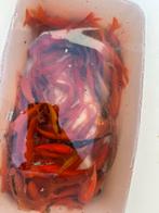 Goudvissen, Goudvis(sen)