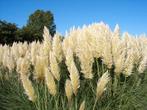 v aste planten, siergrassen en agapanthus aangeboden, Ophalen, Siergrassen, Volle zon