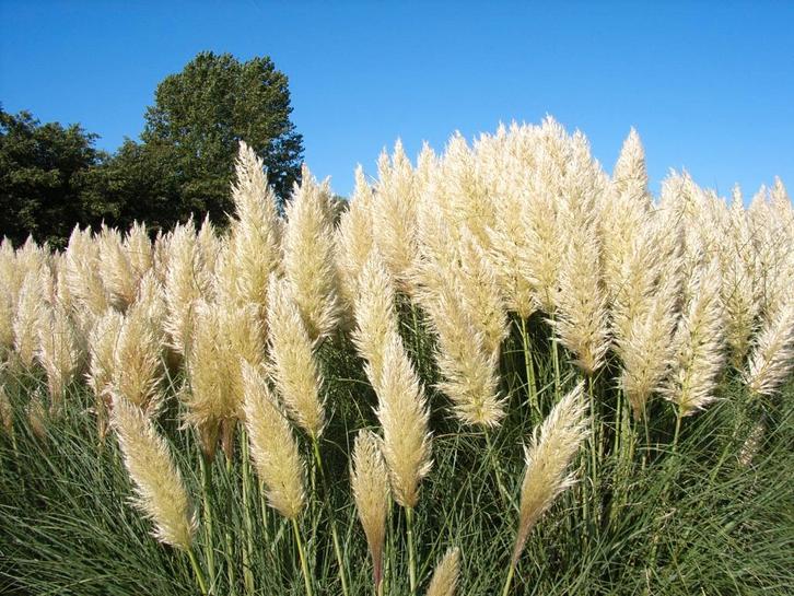 v aste planten, siergrassen en agapanthus aangeboden, Tuin en Terras, Planten | Tuinplanten, Siergrassen, Volle zon, Ophalen