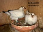 Jonge witte postduiven 2026 uit prestatieduiven, Dieren en Toebehoren, Meerdere dieren, Postduif