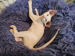 Cornish Rex kittens te koop!, Dieren en Toebehoren, Ingeënt