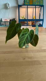 Philodendron Glorious Stekken, Ophalen of Verzenden, Overige soorten, Minder dan 100 cm