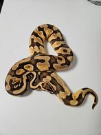 Pastel Enchi 100%Desert Ghost vrouw 2022, Slang