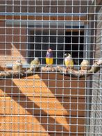 Gould amedines, Geslacht onbekend, Tropenvogel