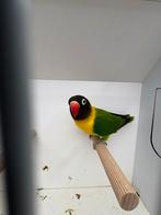 Personata groen man 2025, Dieren en Toebehoren, Mannelijk, Dwergpapegaai of Agapornis, Geringd