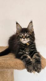 Maine Coon Adonis male Aldona's Gift *PL, Kater, Ontwormd