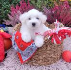 Leuke maltezer pups te koop!, Dieren en Toebehoren, Honden | Chihuahua's en Gezelschapshonden, Maltezer, CDV (hondenziekte), 8 tot 15 weken