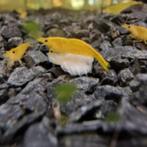 citroen garnaal | neocaridina, Kreeft, Krab of Garnaal, Zoetwatervis, Schoolvis