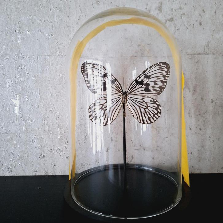 Grote opgezette vlinder in glazen stolp nieuw, Huis en Inrichting, Woonaccessoires | Stolpen, Nieuw, Ophalen of Verzenden