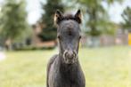NMPRS hengstje, Dieren en Toebehoren, Pony's, Gechipt, Niet van toepassing, 0 tot 2 jaar, Hengst