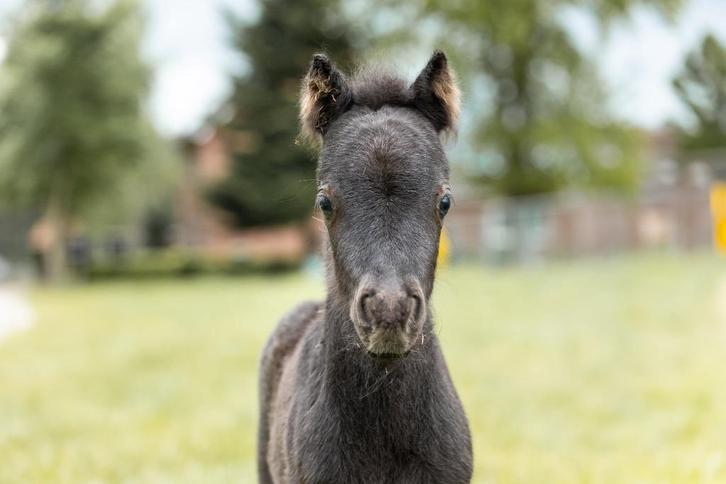 NMPRS hengstje, Dieren en Toebehoren, Pony's, Hengst, Niet van toepassing, A pony (tot 1.17m), Recreatiepony, 0 tot 2 jaar, Met stamboom