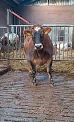 Luxe koe te koop, Dieren en Toebehoren, Vrouwelijk