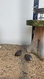 Japanse dwerg kwartel man !, Dieren en Toebehoren, Vogels | Overige Vogels, Mannelijk, Tropenvogel