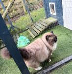 Mooie ervaren Ragdoll dekkater Seal Mitted (stamboom)