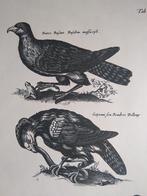 Oude prent roofvogels, Verzamelen, Foto's en Prenten, Verzenden, 1960 tot 1980, Gebruikt