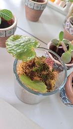 Begonia Ferox - stekel bladbegonia, Ophalen of Verzenden, Halfschaduw, Minder dan 100 cm