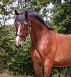 Onwijs stoere allrounder, Dieren en Toebehoren, Paarden, Ruin, 170 tot 175 cm, Springpaard, 3 tot 6 jaar