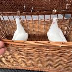 Trouwduiven, Dieren en Toebehoren, Vogels | Duiven, Postduif