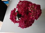 hortensia boeketje(echte bloemen), Ophalen, Nieuw