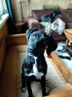 Lieve x jachthond teefje 5 mnd., Dieren en Toebehoren, Honden | Niet-rashonden, 15 weken tot 1 jaar, CDV (hondenziekte), Teef