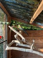 Veelkleuren bewezen koppel + jong van 2025 (vrouw), Meerdere dieren, Parkiet, Geringd