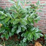 Kerstboom en overige planten, Tuin en Terras, Ophalen, Overige soorten, Volle zon