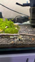 Fancy Black Tiger Caridina Garnalen, Dieren en Toebehoren, Kreeft, Krab of Garnaal