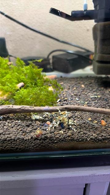 Fancy Black Tiger Caridina Garnalen beschikbaar voor biedingen