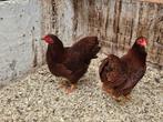 Trio rode wyandotte krielen, Dieren en Toebehoren, Pluimvee, Meerdere dieren, Kip