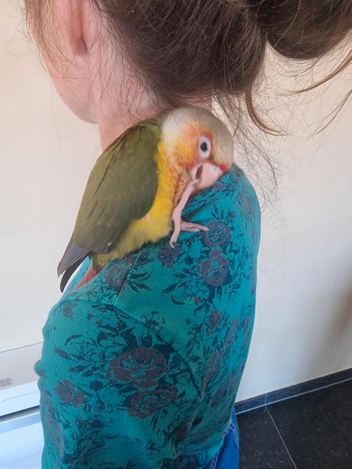 Baby pyrrhura's super tam thuis opgegroeid, Dieren en Toebehoren, Vogels | Parkieten en Papegaaien, Papegaai, Meerdere dieren
