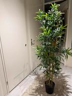 NU OPHALEN: Fejka - IKEA - Kunstplant - Bamboe, Huis en Inrichting, Kamerplanten, Ophalen, Overige soorten, Halfschaduw, In pot