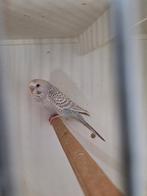 Bfbw duitsfallow te koop, Mannelijk, Parkiet