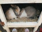 Te koop aangeboden 2 lieve konijntjes, Dieren en Toebehoren, Konijnen, Meerdere dieren, 6 tot 8 jaar