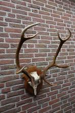 Prachtig groot zwaar gewei van een edelhert op schild, Ophalen of Verzenden, Zo goed als nieuw, Wild dier, Opgezet dier