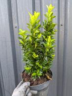 Eonymus japunicus 'green spire'- 20/30 cm., Vaste plant, Bloeit niet, Halfschaduw, Ophalen