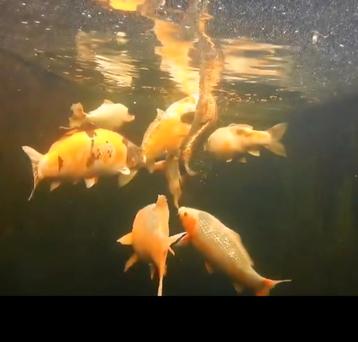 Diverse koi karpers beschikbaar voor biedingen