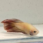 Betta splendens man 77, Vis