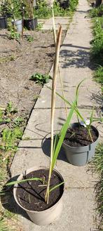 Tuin = Siergras = Miscanthus Giganteus - Chinees Reuzenriet, Tuin en Terras, Planten | Tuinplanten, Ophalen, Vaste plant, Siergrassen